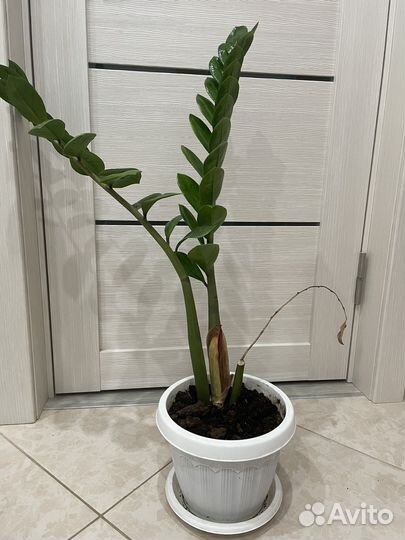 Замиокулькас