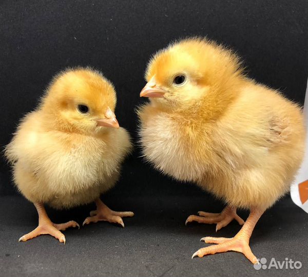 Цыплята цветного бройлера рэдбро (импорт)