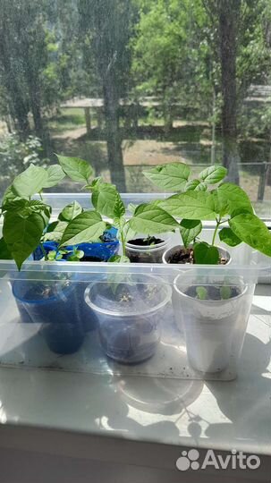 Катальпа саженцы