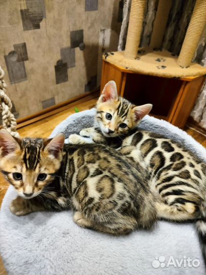 Бенгальская