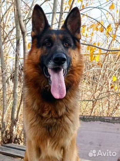 Кобель для вязки вео (немецкой) овчарки