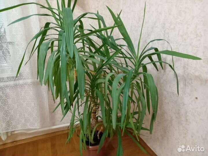 Пальма драцена