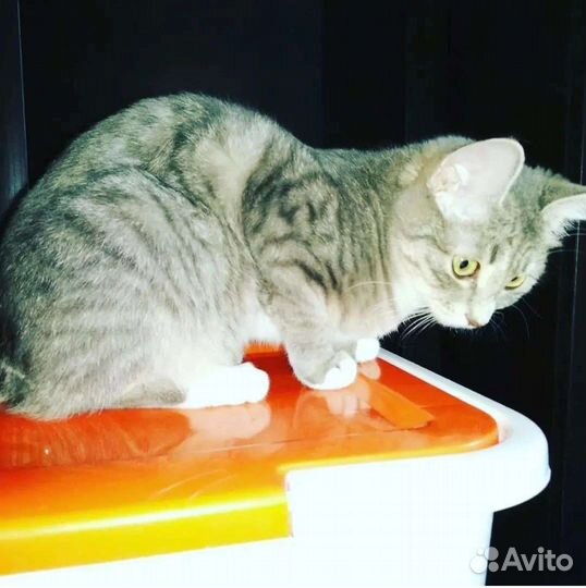 Кошечка Лили