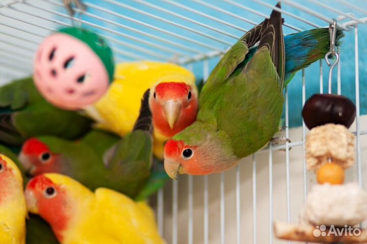 Неразлучники птенцы разного окраса