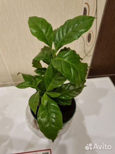 Кофе Арабика, монстера