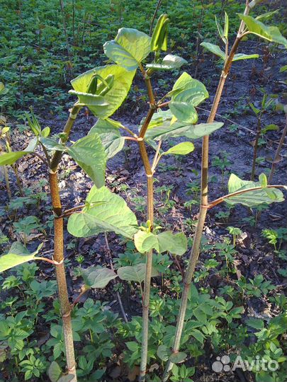 Бамбук садовый