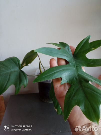 Филодендрон, фикусы, сциндапсус