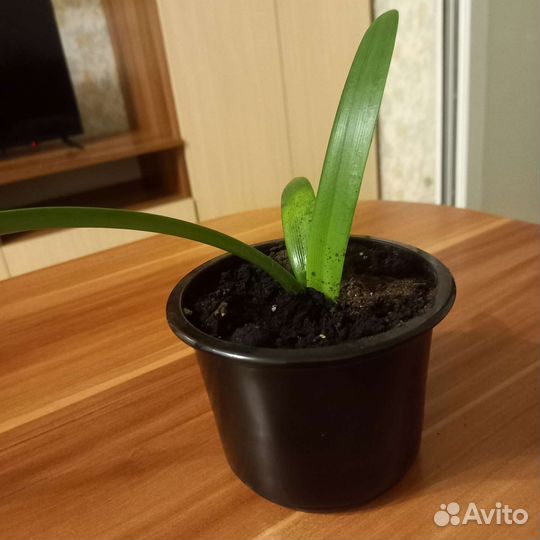 Домашние растения