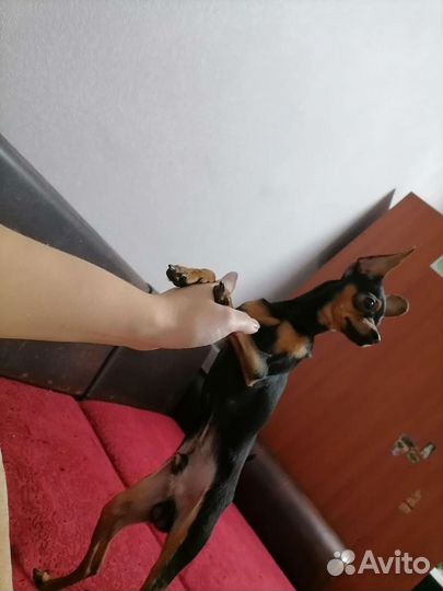 Мини той-терьер вязка