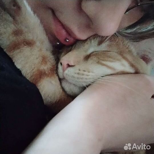 Потерялся кот