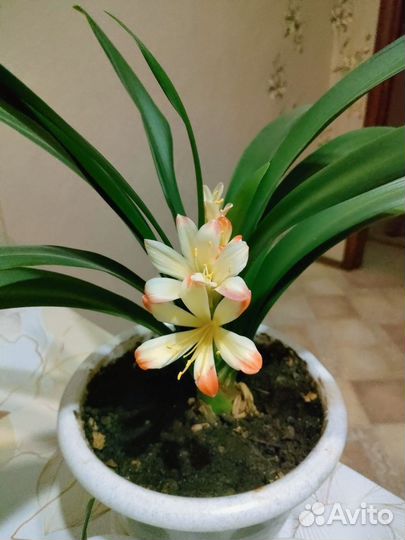 Кливия отростки в горшках