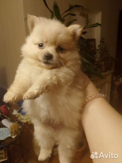 Шпицы Ми-Ми-Мишки