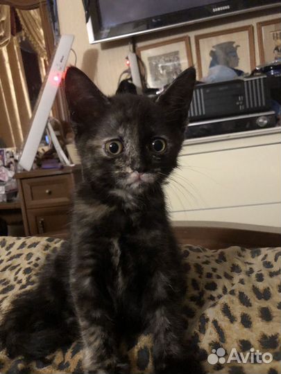 Британский котенок