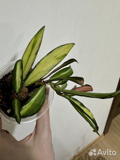 Хойя кентиана вариегата