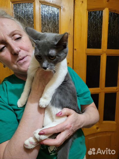 Кошка мышка