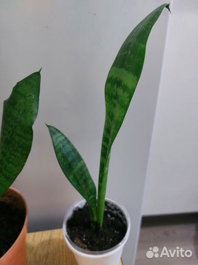 Сансевиерия робуста, ханни