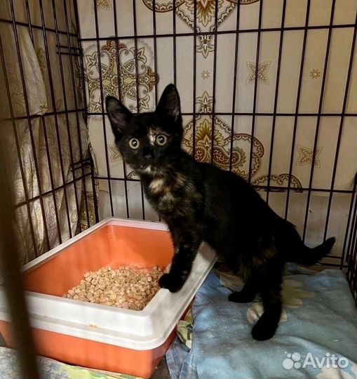 Веселая малышка с необычным окрасом