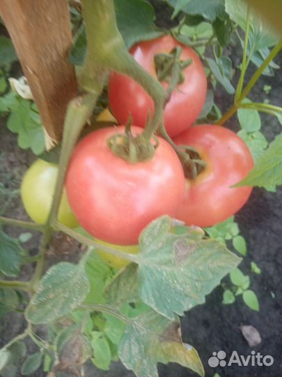 Помидор