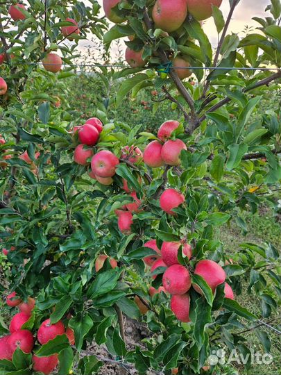 Яблоки оптом