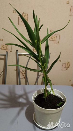 Алоэ столетник