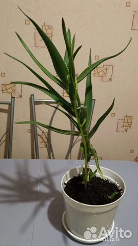 Алоэ столетник