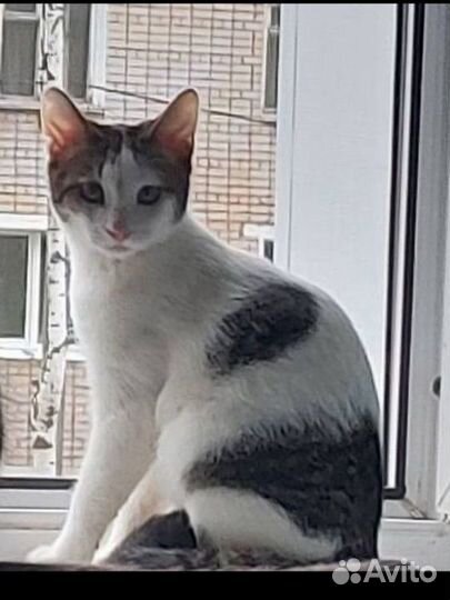 Отдам котика в добрые руки