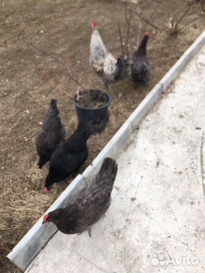 Семья сильверудд