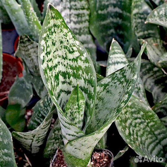 Сансевиерия ханни. Тёщин язык. Щучий хвост