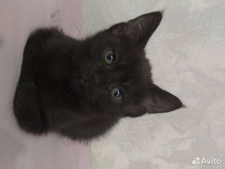 Котята породистые
