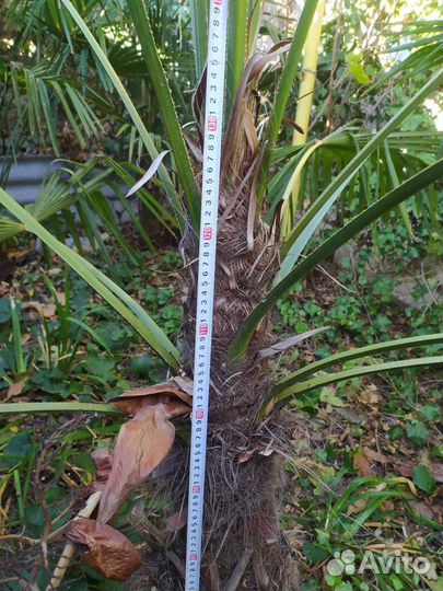 Пальма трахикарпус