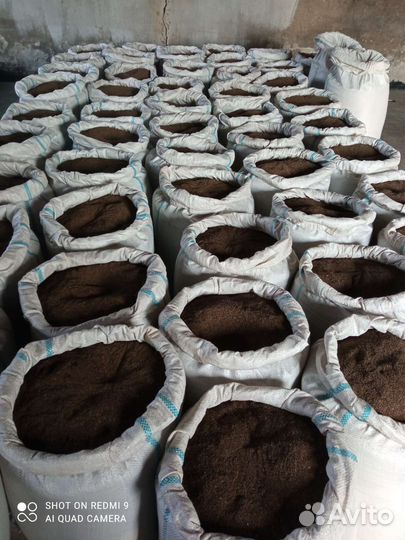 Семена фацелии