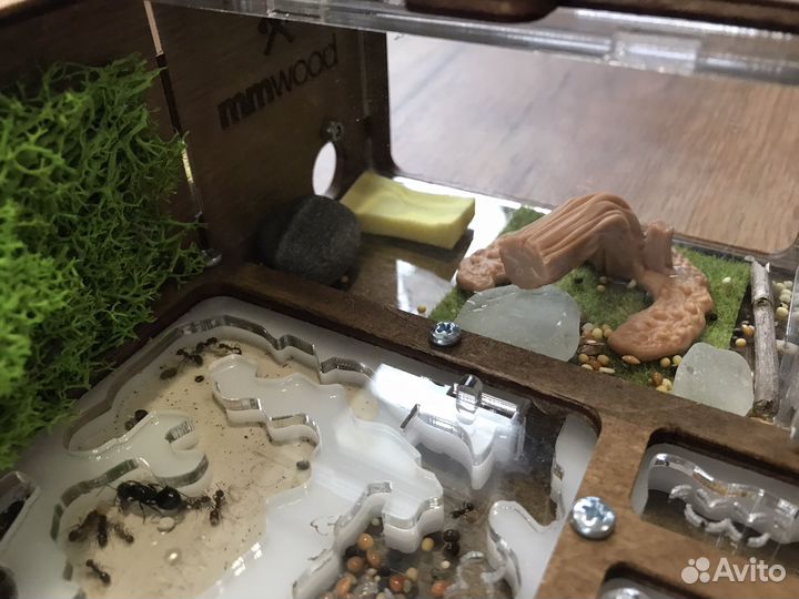 Муравьиная ферма с муравьями