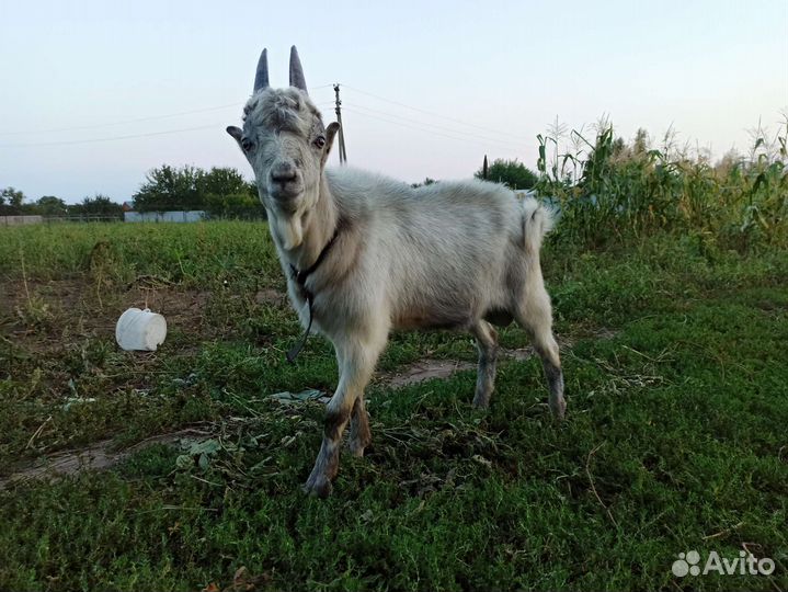 Продам козлят