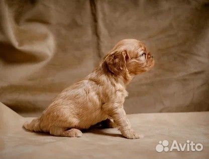 Щенки Кавалер Кинг Чарльз Спаниель. Бронирование