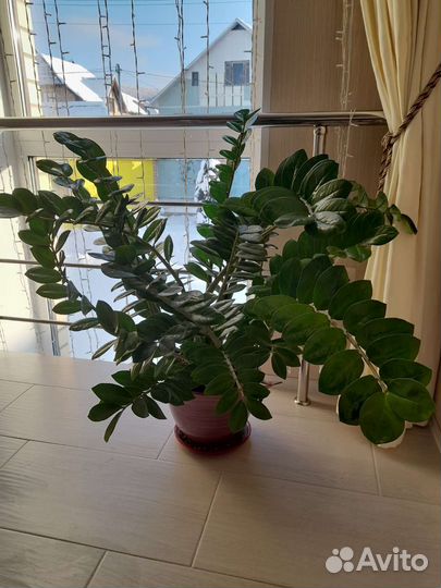 Замиокулькас