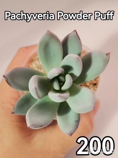 Детки суккулентов