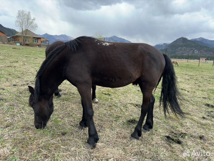 Продам Табун Лошадей (пони,мерины,жеребцы )