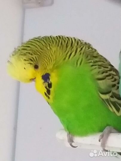 Попугай волнистый 
