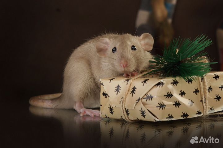 Декоративная крыса дамбо, крысята из питомника