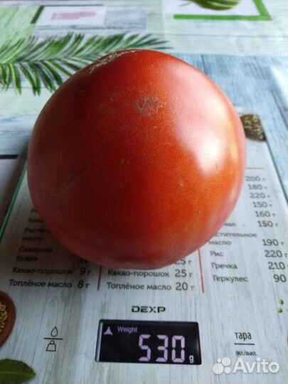 Семена помидоров томатов