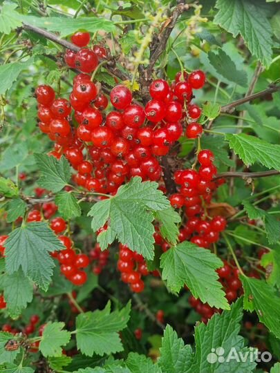 Смородина красная и чёрная