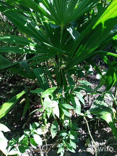 Пальма веерная