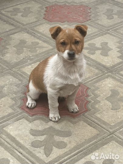 Щенок Джек Рассел терьер