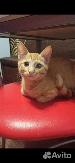 Котенку очень нужен дом