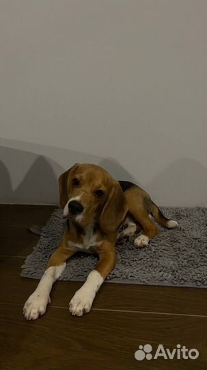 Собака породы бигль