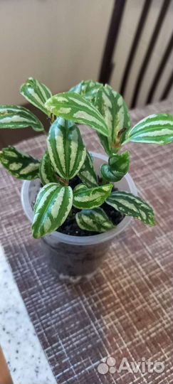 Комнатные растения