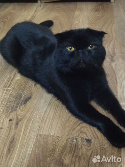 Шотландские котята черные