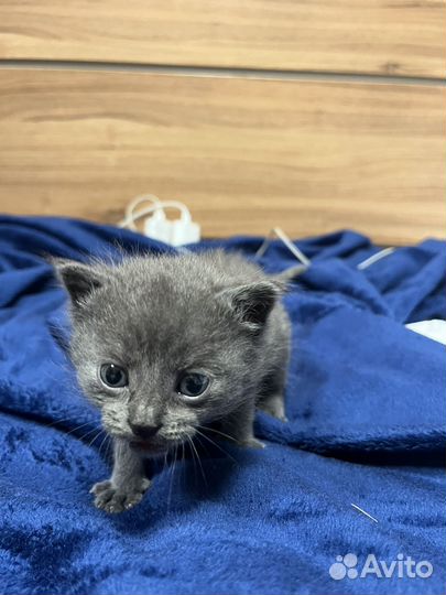 Котёнок 3 недели мальчик