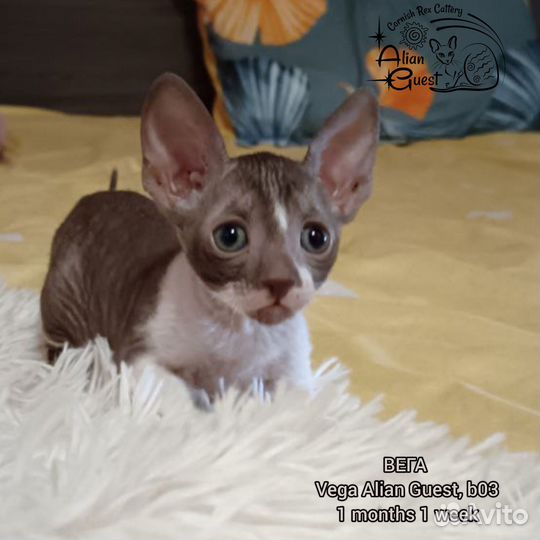 Котенок корниш-рекс