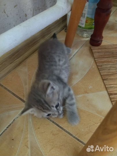 Кошка в дар